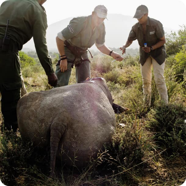 Our staff helping a rhino