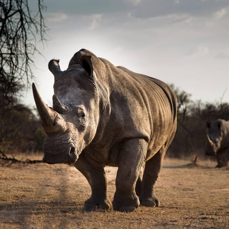 A picture of an endangered Rhino